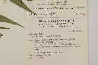 臺灣馬蘭藏品圖，第2張