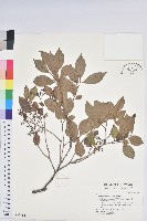 大葉越橘、來特氏越橘藏品圖，第1張