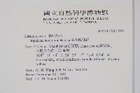 黃花鳳仙花藏品圖，第2張