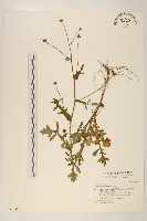 矮菊藏品圖，第1張