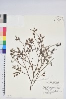 毛蕊花藏品圖，第1張