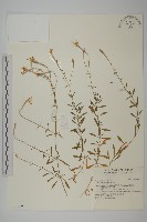 蠅子草藏品圖，第1張