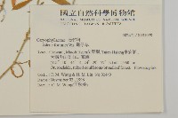 蠅子草藏品圖，第2張