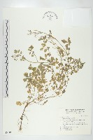 焊菜藏品圖，第1張