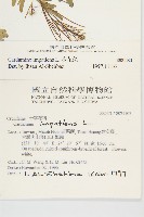 水花菜藏品圖，第2張