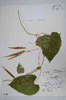 薄葉牛皮消藏品圖，第1張