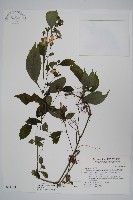 臺灣馬藍藏品圖，第1張