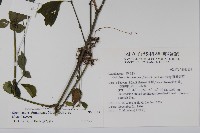 臺灣馬藍藏品圖，第2張
