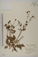 大花咸豐草藏品圖，第1張