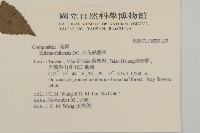 大花咸豐草藏品圖，第2張