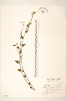 小蔓黃菀藏品圖，第1張