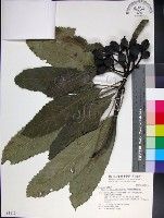 山枇杷、臺灣枇杷藏品圖，第1張