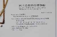 溪頭秋海棠藏品圖，第2張