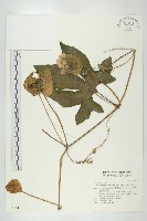 木鱉子藏品圖，第1張