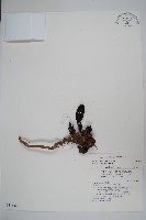 穗花蛇菰藏品圖，第1張