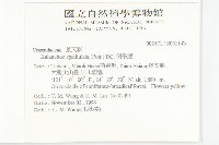 倒吊蓮、匙葉燈籠草藏品圖，第2張