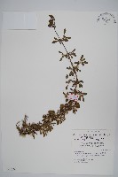 匙葉蓮子草藏品圖，第1張