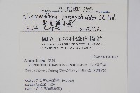 匙葉蓮子草藏品圖，第2張