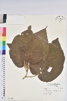 登錄號:S031156藏品圖，第1張