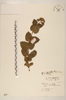 花蓮澤蘭藏品圖，第1張