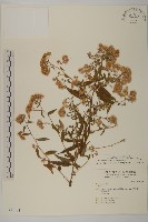 臺灣馬蘭藏品圖，第1張