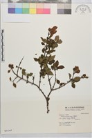 小葉鼠李藏品圖，第1張