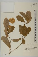 馬尼拉欖仁樹藏品圖，第1張