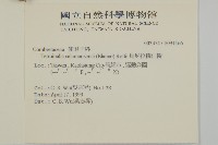 馬尼拉欖仁樹藏品圖，第2張