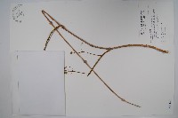 臺灣華他卡藤藏品圖，第1張