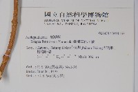 臺灣華他卡藤藏品圖，第2張