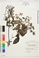 柱果鐵線蓮藏品圖，第2張