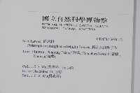 長花九頭獅子草、山藍藏品圖，第2張