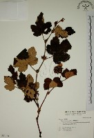 臺灣懸鉤子藏品圖，第1張