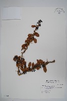 臺灣小蘗藏品圖，第1張