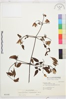 小木通藏品圖，第1張