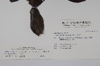 松田氏冬青藏品圖，第2張