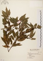 山肉桂、台灣肉桂藏品圖，第1張