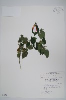 華九頭獅子草藏品圖，第1張