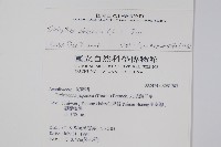 華九頭獅子草藏品圖，第2張