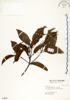 瓊楠藏品圖，第1張