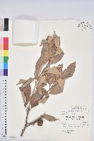 鬼石櫟、儲葉石櫟藏品圖，第1張