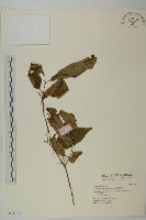 佩羅特木藏品圖，第1張