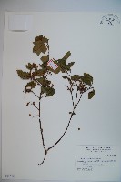 呂宋莢迷藏品圖，第1張