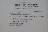 呂宋莢迷藏品圖，第2張