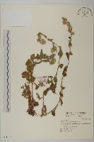 裂葉艾納香藏品圖，第1張