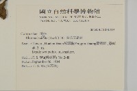 裂葉艾納香藏品圖，第2張