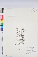 田代氏大戟藏品圖，第1張