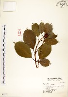 白榕、垂榕藏品圖，第1張