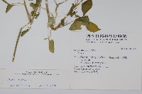 向天黃藏品圖，第2張