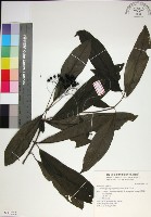 薄葉玉心花藏品圖，第1張